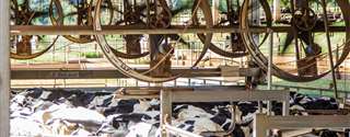 Estresse térmico em vacas: efeitos e prejuízos econômicos