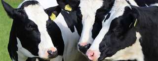 Eficiência reprodutiva de vacas leiteiras de alta produção